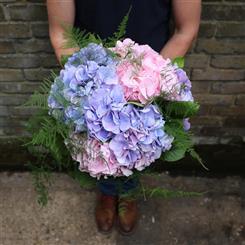 Clouds of Hydrangea